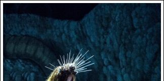 “Escenas de Caza”: una magnífica obra sin anestesia