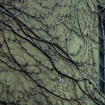 Raíces (detrás del espejo)