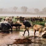 1978 Uttar Pradesh, India,
