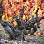 garnacha cepa