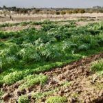 Plantaciones de cardo (2)