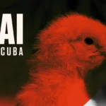 TAI-Incuba.jpg