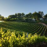 Delaire-Graff-Estate-The-Vinyards