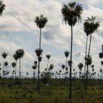 Paraguay-Gran-Chaco