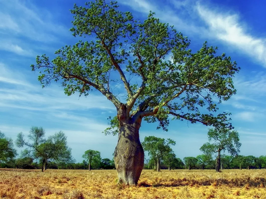 ceiba-tree-321639_1280-jpg