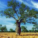 ceiba-tree-321639_1280-jpg