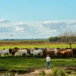 el-chaco-paraguayo-everdem.jpg